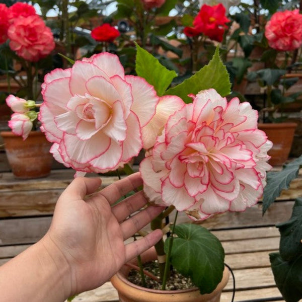 球根秋海棠/玫瑰花邊色（Begonia × tuberhybrida Voss）