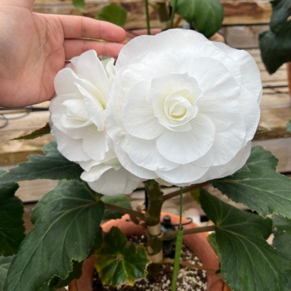 球根秋海棠/雪白（Begonia × tuberhybrida Voss）