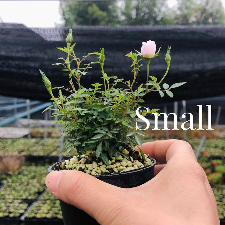 姬月季 Mini Rose ( Rosa chinensis'Minina' ) - 森流 GreenFlow - 動植物造景專門店