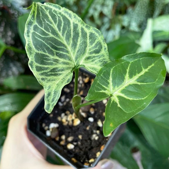 巴迪合果芋 Syngonium Batik - 森流 GreenFlow - 動植物造景專門店