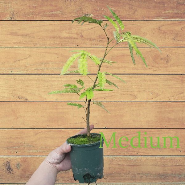 小豆樹 Everfresh Tree ( Pithecellobium confertum ) - 森流 GreenFlow - 動植物造景專門店