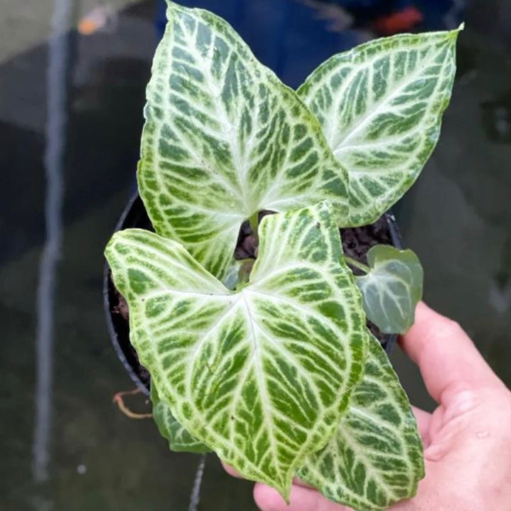 巴迪合果芋 Syngonium Batik - 森流 GreenFlow - 動植物造景專門店