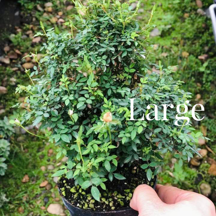 姬月季 Mini Rose ( Rosa chinensis'Minina' ) - 森流 GreenFlow - 動植物造景專門店