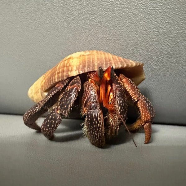 黑莓寄居蟹 Black Strawberry Hermit Crab ( Coenobita perlatus )