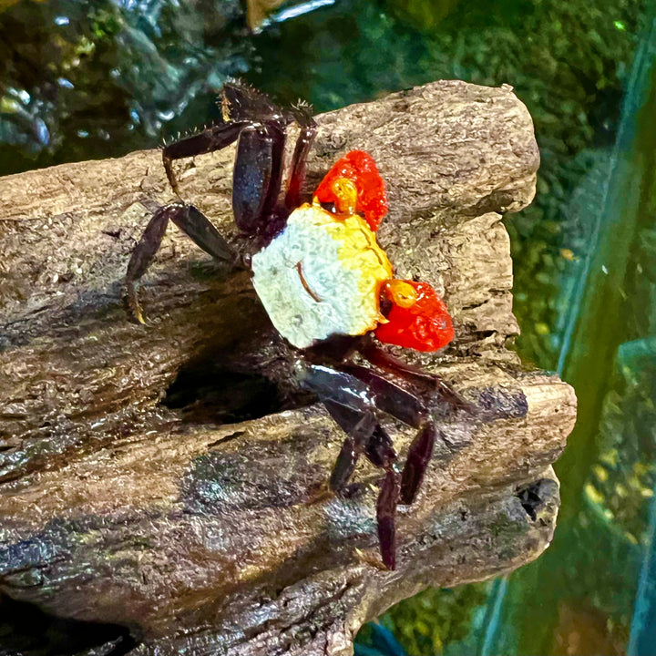 彩虹惡魔蟹 Rainbow Vampire Crab ( Geosesarma rouxi ) - 森流 GreenFlow - 動植物造景專門店