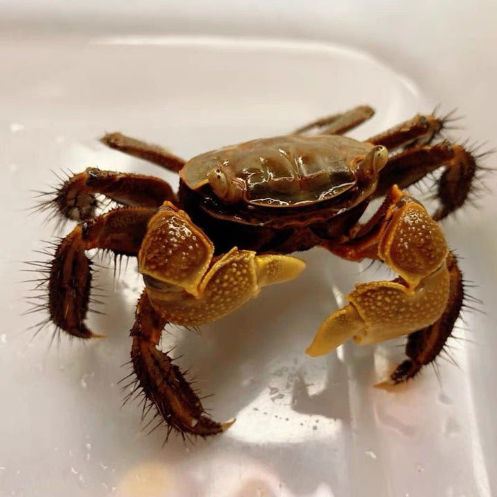 將軍蟹 Brown Sesarmid Crab (Chiromantes dehaani) - 森流 GreenFlow - 動植物造景專門店