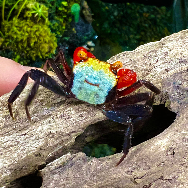 彩虹惡魔蟹 Rainbow Vampire Crab ( Geosesarma rouxi ) - 森流 GreenFlow - 動植物造景專門店