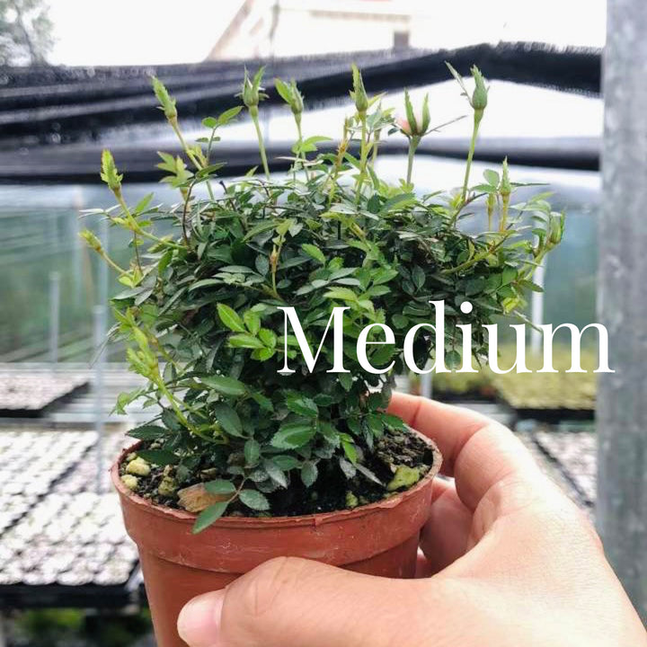 姬月季 Mini Rose ( Rosa chinensis'Minina' ) - 森流 GreenFlow - 動植物造景專門店