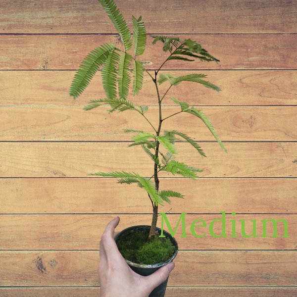 小豆樹 Everfresh Tree ( Pithecellobium confertum ) - 森流 GreenFlow - 動植物造景專門店