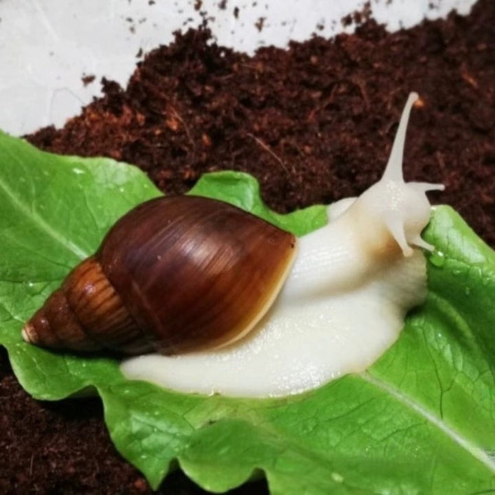 白玉蝸牛（ Achatina fulica ）