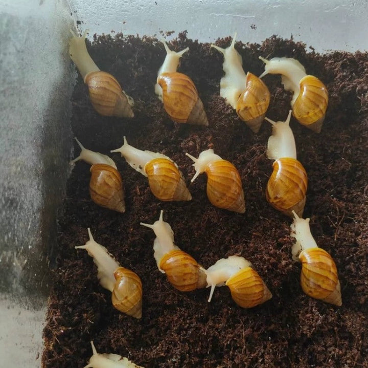 白玉蝸牛（ Achatina fulica ）