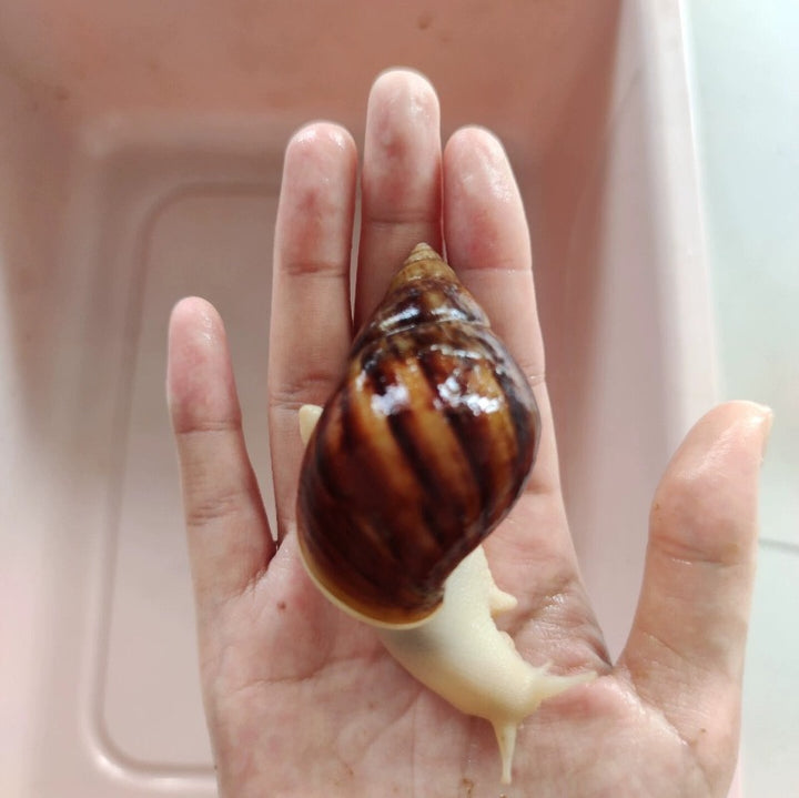 白玉蝸牛（ Achatina fulica ）