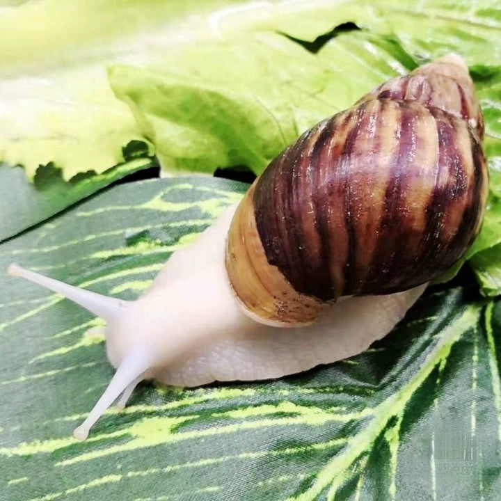 白玉蝸牛（ Achatina fulica ）