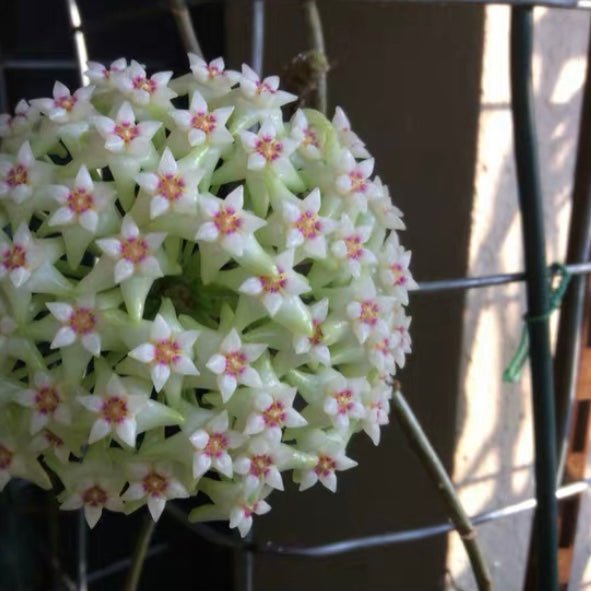 尖葉球蘭 Hoya acuta - 森流 GreenFlow - 動植物造景專門店