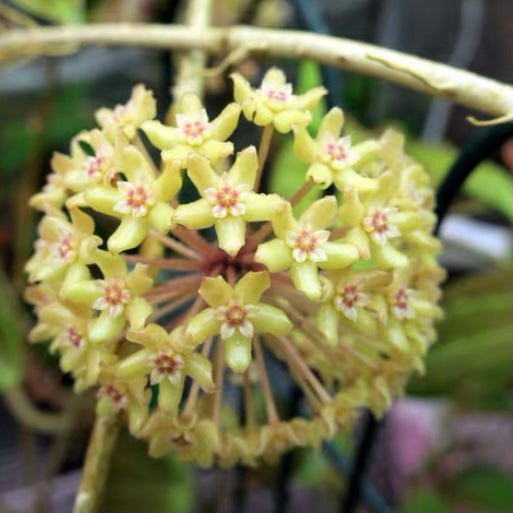 五脈球蘭 Hoya quinquenervia - 森流 GreenFlow - 動植物造景專門店