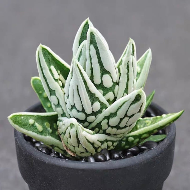 天使之淚 Haworthia pumila ' Tears of Angels ' - 森流 GreenFlow - 動植物造景專門店