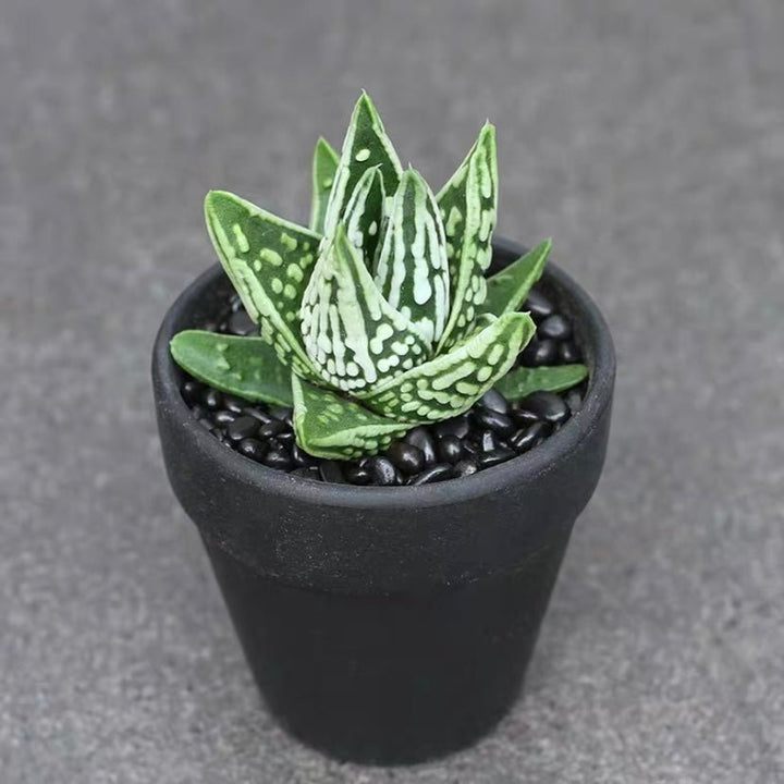 天使之淚 Haworthia pumila ' Tears of Angels ' - 森流 GreenFlow - 動植物造景專門店