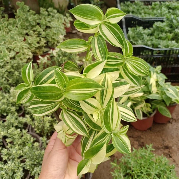 巴西水竹葉 Inch Plant ( Tradescantia fluminensis variegata ) - 森流 GreenFlow - 動植物造景專門店