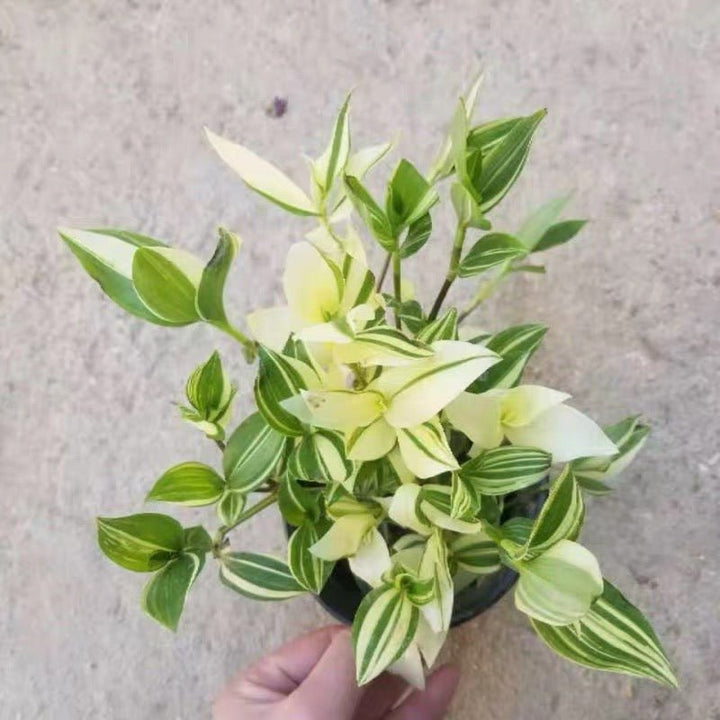 巴西水竹葉 Inch Plant ( Tradescantia fluminensis variegata ) - 森流 GreenFlow - 動植物造景專門店