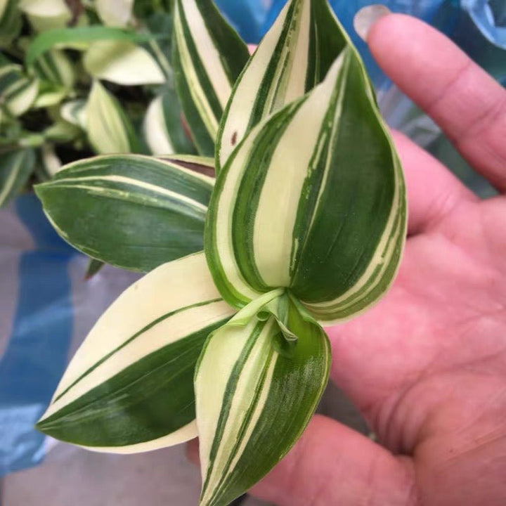 巴西水竹葉 Inch Plant ( Tradescantia fluminensis variegata ) - 森流 GreenFlow - 動植物造景專門店