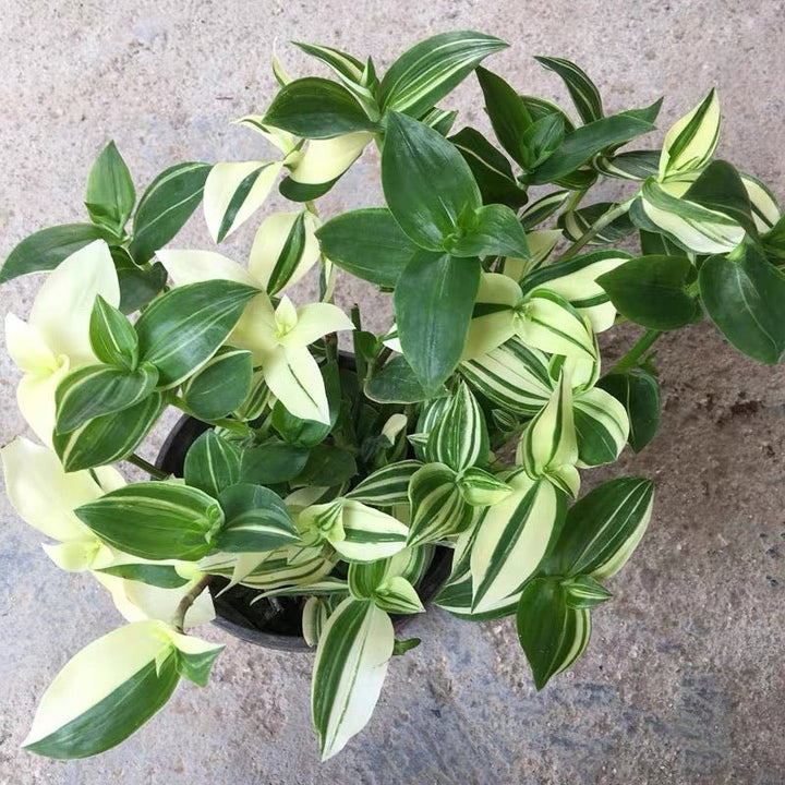 巴西水竹葉 Inch Plant ( Tradescantia fluminensis variegata ) - 森流 GreenFlow - 動植物造景專門店