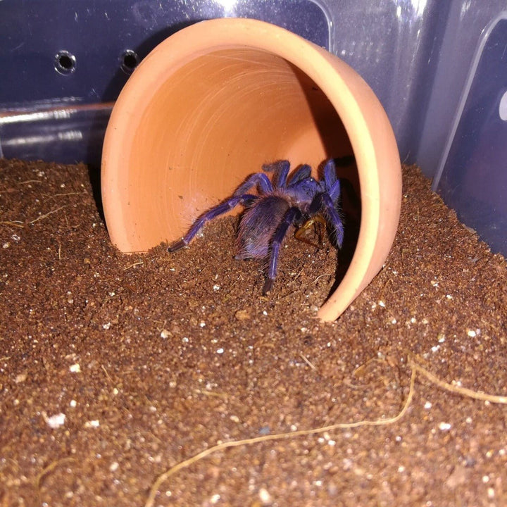 巴西大藍蛛 Iridescent Blue Tarantula (Pterinopelma sazimai) - 森流 GreenFlow - 動植物造景專門店