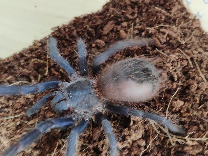 巴西大藍蛛 Iridescent Blue Tarantula (Pterinopelma sazimai) - 森流 GreenFlow - 動植物造景專門店