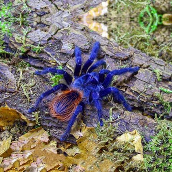 巴西大藍蛛 Iridescent Blue Tarantula (Pterinopelma sazimai) - 森流 GreenFlow - 動植物造景專門店