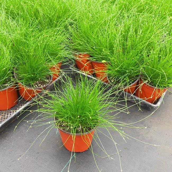 光纖草 Fiber optic grass ( Isolepis cernua ) - 森流 GreenFlow - 動植物造景專門店