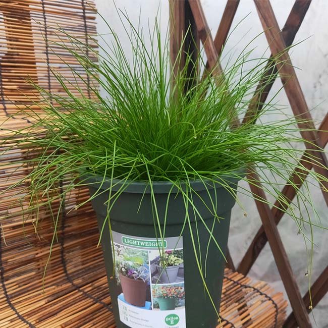 光纖草 Fiber optic grass ( Isolepis cernua ) - 森流 GreenFlow - 動植物造景專門店