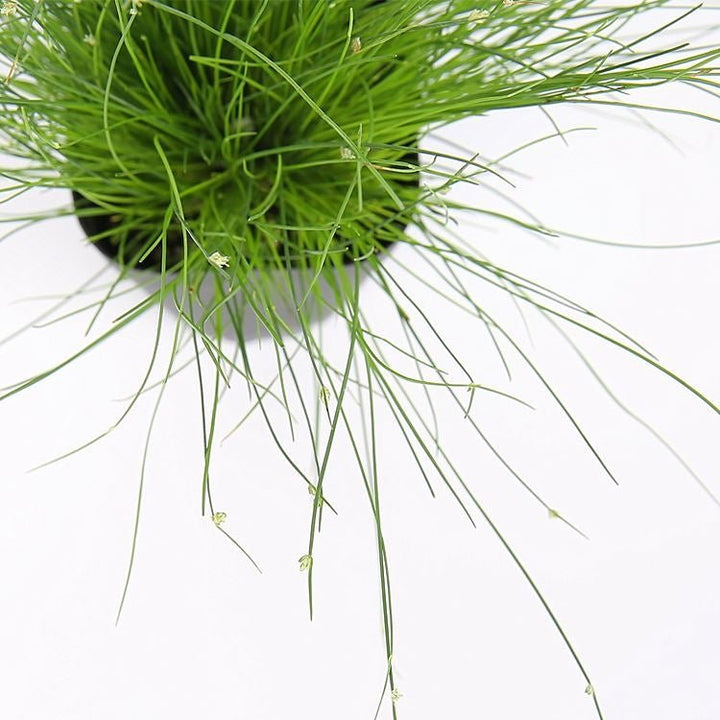 光纖草 Fiber optic grass ( Isolepis cernua ) - 森流 GreenFlow - 動植物造景專門店