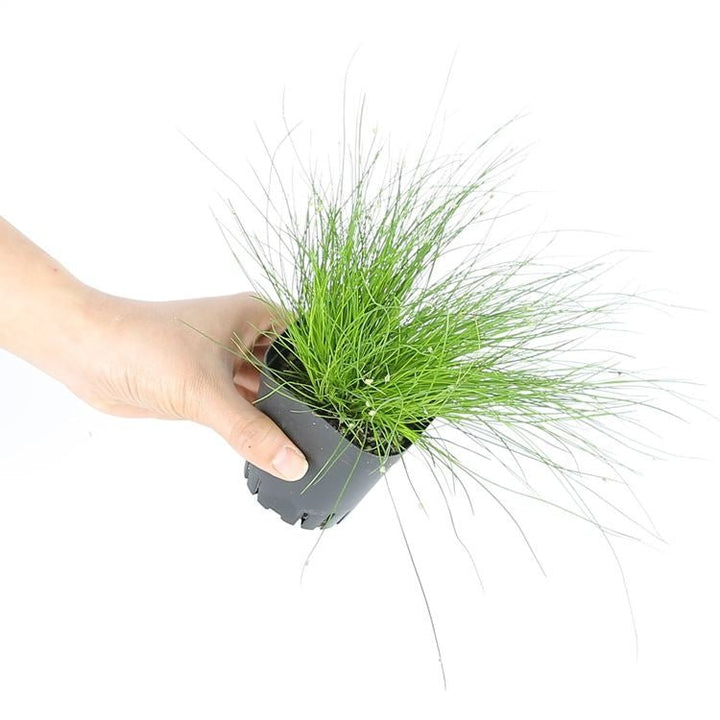 光纖草 Fiber optic grass ( Isolepis cernua ) - 森流 GreenFlow - 動植物造景專門店