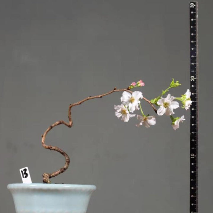 十月櫻（Prunus subhirtella var.autumnails Makino） - 森流 GreenFlow - 動植物造景專門店