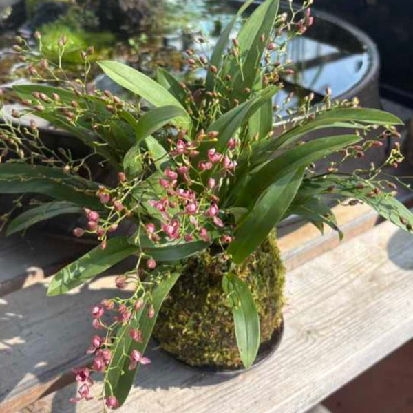 Taiyu Mengxianglan-cherry red (Oncidium)