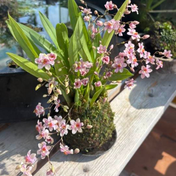 Taiyu Mengxianglan-Sakura Color (Oncidium)