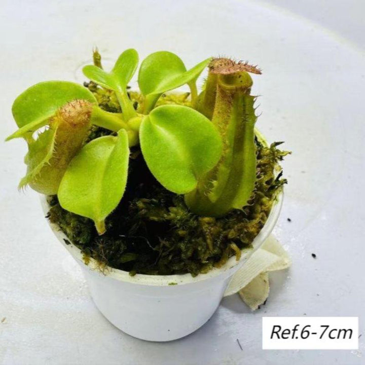 原種寶特瓶豬籠草（Nepenthes truncata) - 森流 GreenFlow - 動植物造景專門店