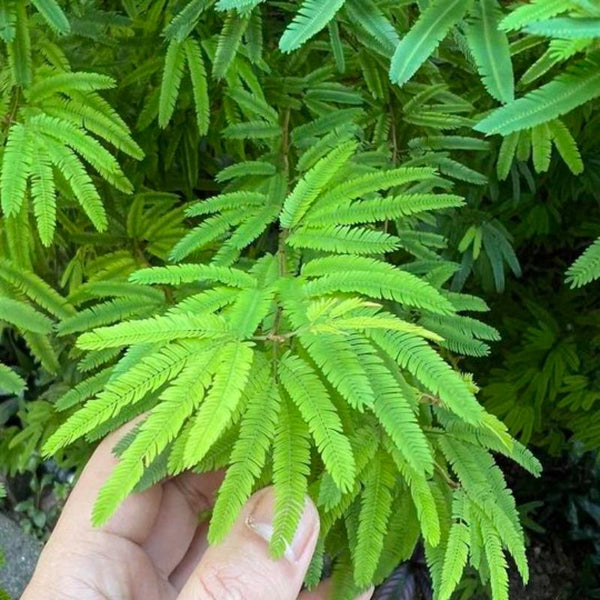 粉花姬合歡（Albizia julibrissin Durazz.）