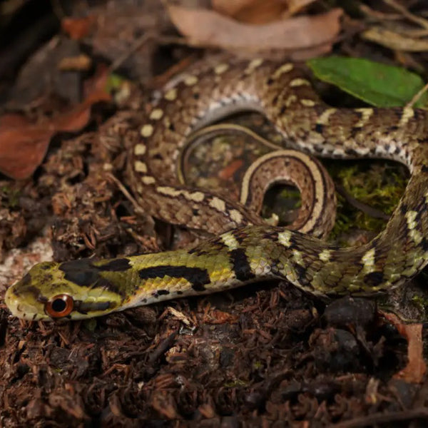 斜鱗蛇 寵物蛇（Pseudoxenodon macrops）