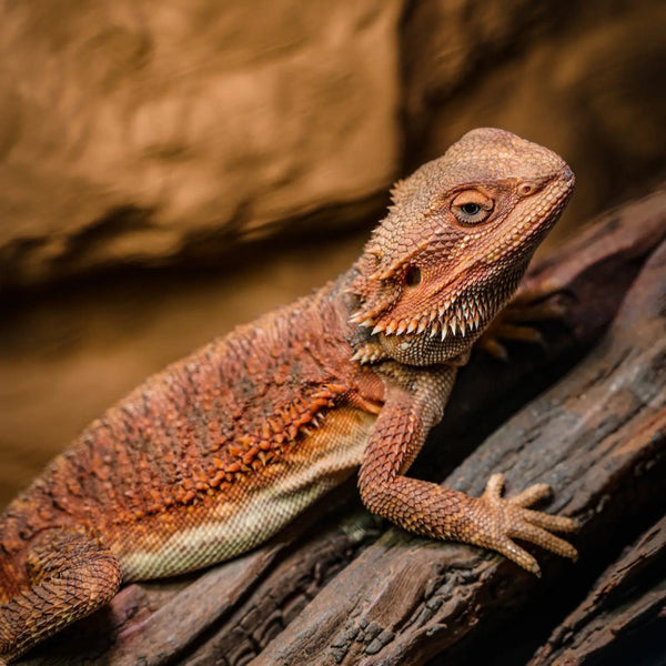 紅系鬃師蜥（Pogona vitticeps）