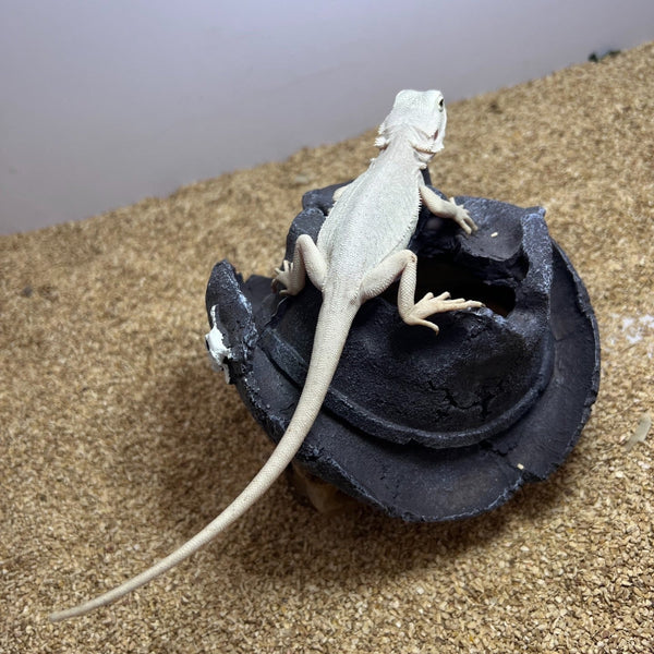 超白zero鬃狮蜥Super White Zero（Pogona vitticeps）