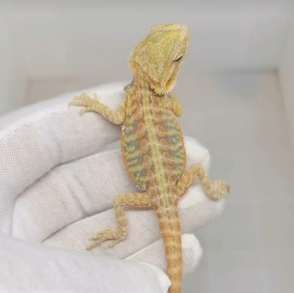 柑橘魅影鬃師蜥Orange phantom（Pogona vitticeps）