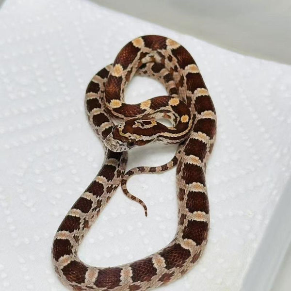 原色玉米蛇 寵物蛇（Pantherophis guttatus）