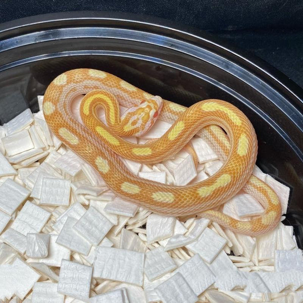 牛油圈玉米蛇 寵物蛇（Pantherophis guttatus）