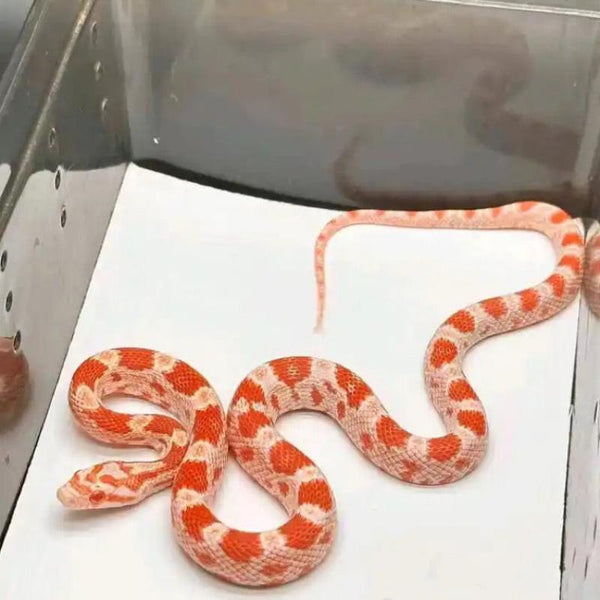 白化红玉米蛇 寵物蛇（Pantherophis guttatus）