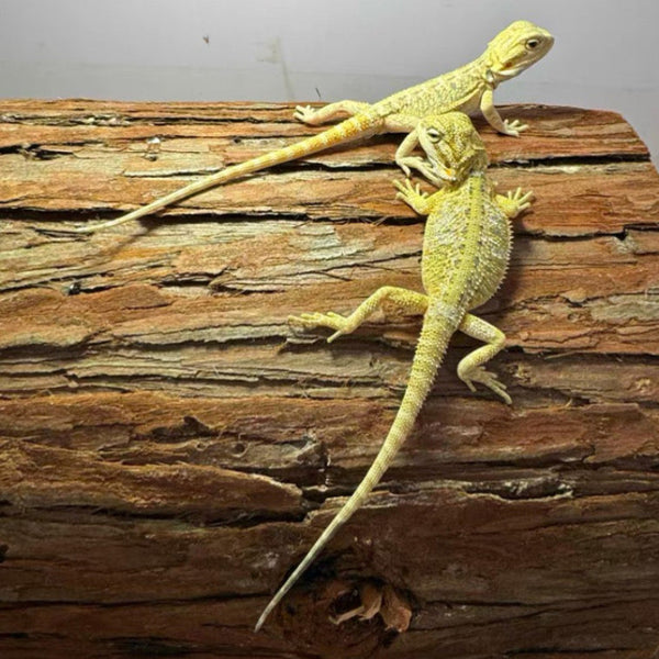 黃系鬃師蜥（Pogona vitticeps）