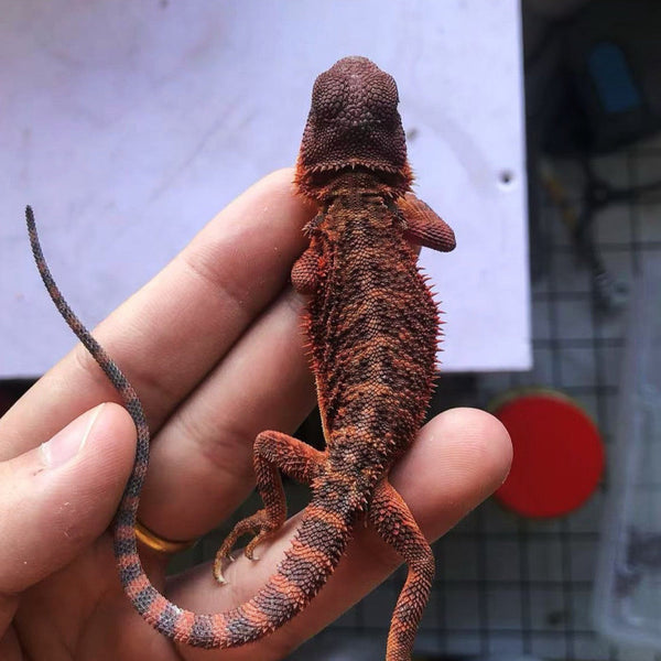 黑紅雙隱鬃狮蜥 BlackRed（Pogona vitticeps）