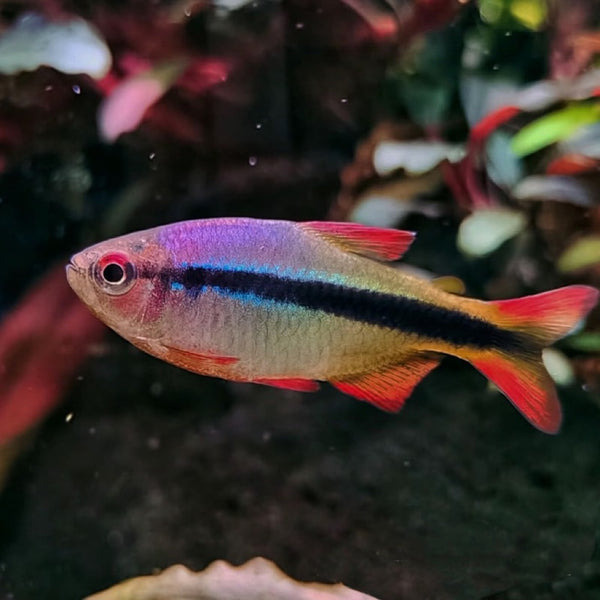 皇室青魔鬼 Imperial Lapis Tetra （Hyphessobrycon sp. ）