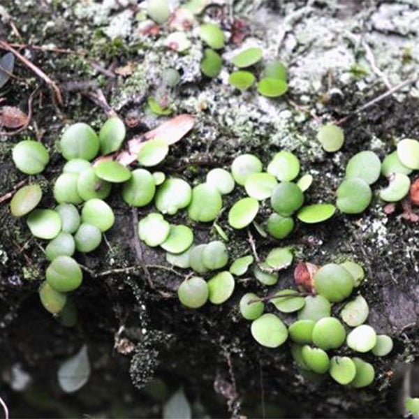 伏石蕨 Lemmaphyllum microphyllum - 森流 GreenFlow - 動植物造景專門店