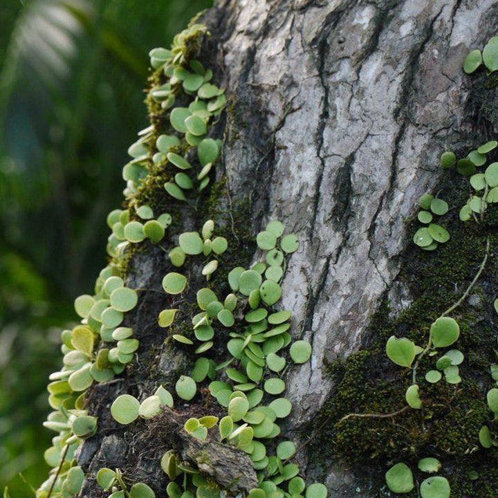 伏石蕨 Lemmaphyllum microphyllum - 森流 GreenFlow - 動植物造景專門店