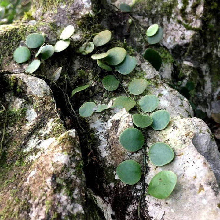 伏石蕨 Lemmaphyllum microphyllum - 森流 GreenFlow - 動植物造景專門店